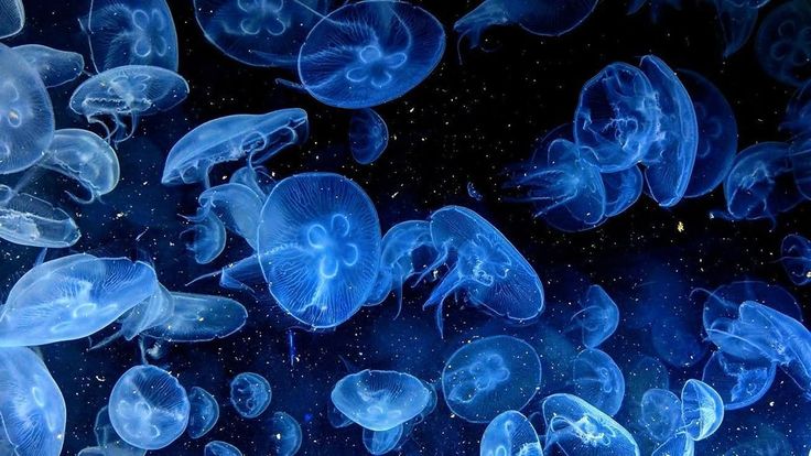 jellyfish